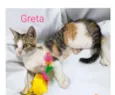 Gatinhos para adoção