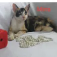Gatinhos para adoção