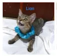 Gatinhos para adoção