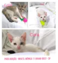 Gatinhos para adoção