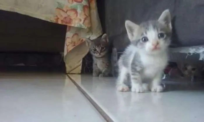 Gato ra a Não tem raça definida. idade 2 a 6 meses nome Nao tem nome ainda
