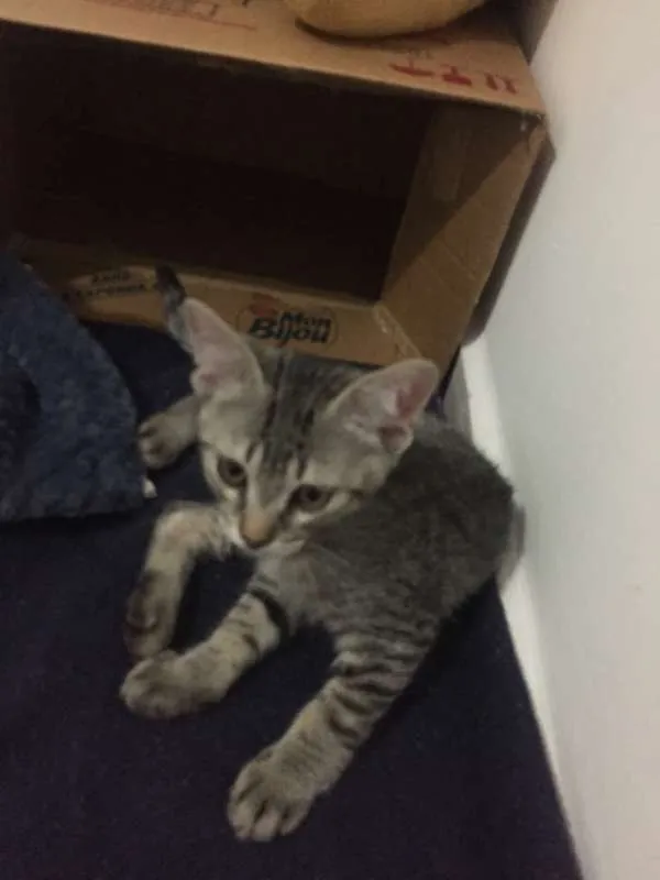 Gato ra a SRD idade 2 a 6 meses nome Nomes na foto