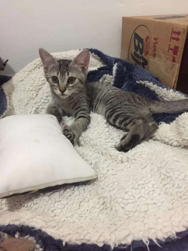 Gato ra a SRD idade 2 a 6 meses nome Nomes na foto