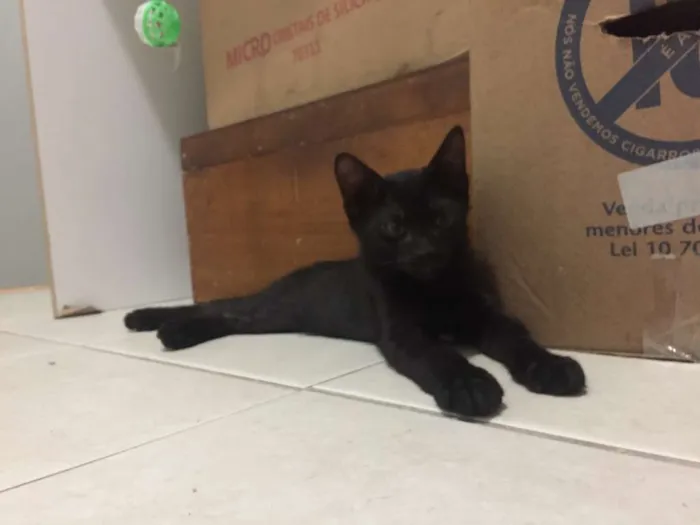Gato ra a SRD idade 2 a 6 meses nome Lorenzo e Lucca