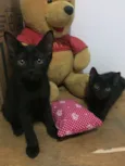 Lorenzo e Lucca