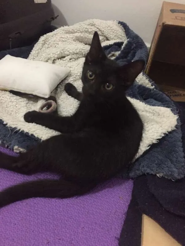 Gato ra a SRD idade 2 a 6 meses nome Lorenzo e Lucca