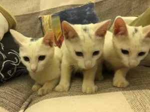 Gato raça  idade 2 a 6 meses nome Nena, Nene e Nemo