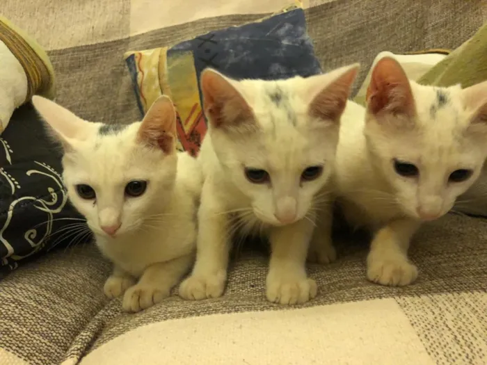 Gato ra a  idade 2 a 6 meses nome Nena, Nene e Nemo