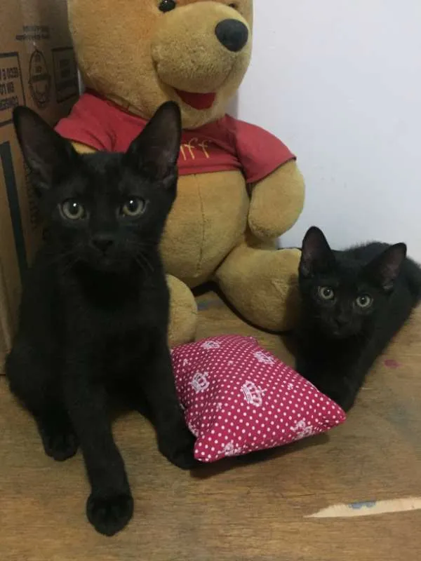 Gato ra a SRD idade 2 a 6 meses nome Lucca e Lorenzo