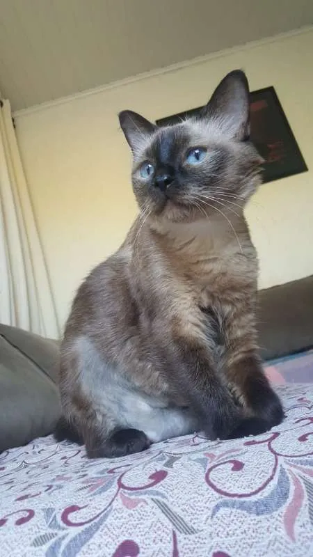 Gato ra a SRD idade 6 ou mais anos nome FROZEN