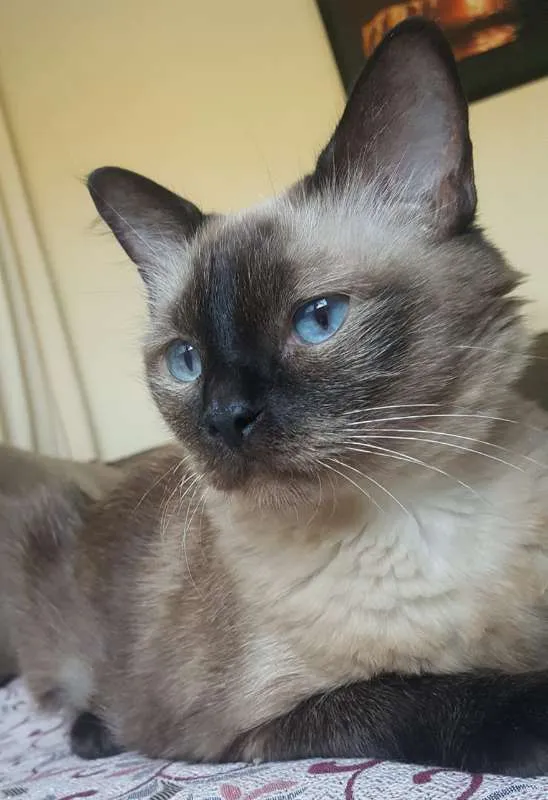 Gato ra a SRD idade 6 ou mais anos nome FROZEN