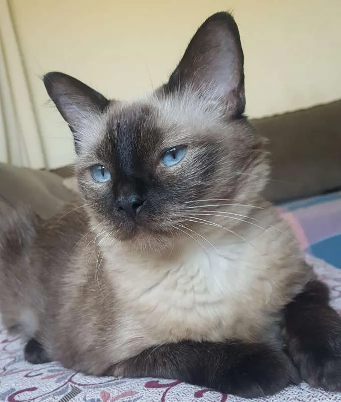 Gato ra a SRD idade 6 ou mais anos nome FROZEN