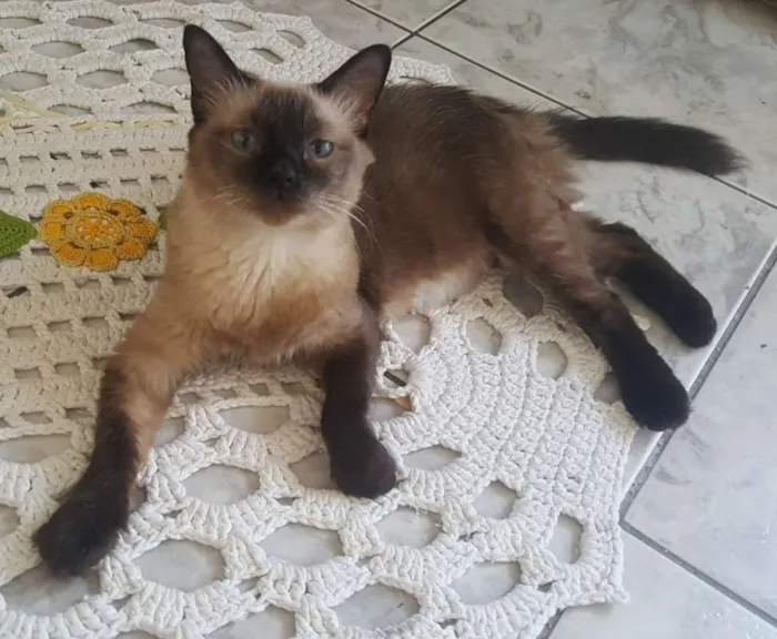 Gato ra a SRD idade 6 ou mais anos nome FROZEN