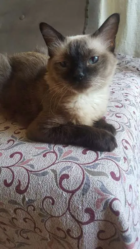 Gato ra a SRD idade 6 ou mais anos nome FROZEN