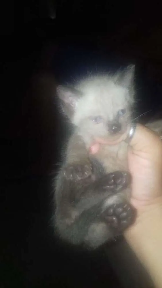 Gato raça Siames idade Abaixo de 2 meses nome Sem nome