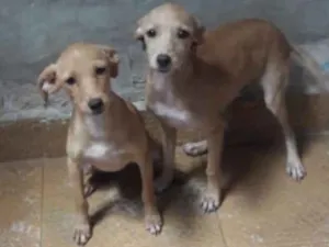 Cachorro raça Srd idade 2 a 6 meses nome Mel e Milla