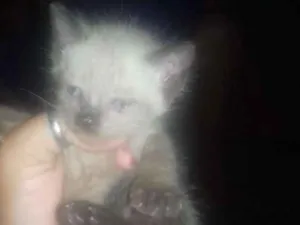 Gato raça Siames idade Abaixo de 2 meses nome Sem nome