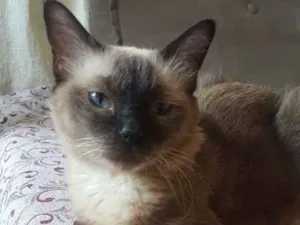 Gato raça SRD idade 6 ou mais anos nome FROZEN