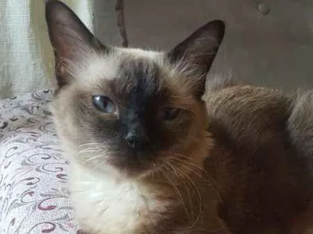 Gato ra a SRD idade 6 ou mais anos nome FROZEN