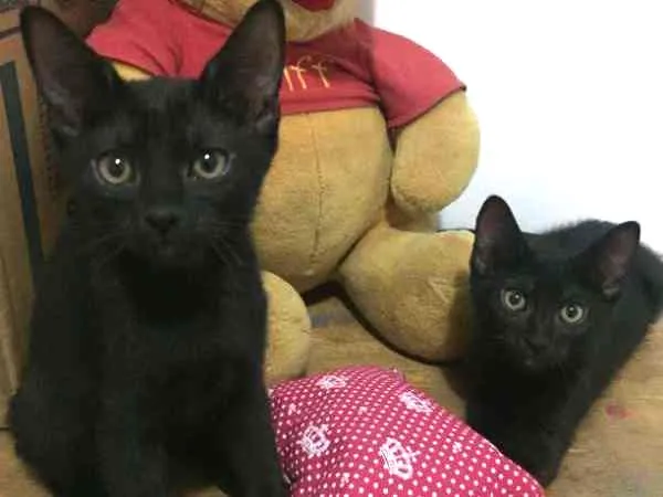 Gato ra a SRD idade 2 a 6 meses nome Nomes na foto