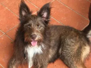 Cachorro raça SRD idade  nome Capuccino