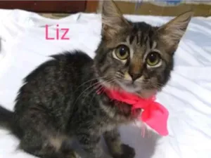 Gato raça Sem raça definida idade 2 a 6 meses nome Gatinhos para adoção