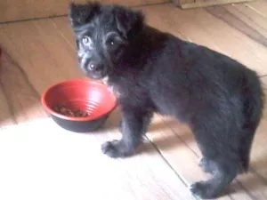 Cachorro raça Podle  idade 2 a 6 meses nome Pretinha