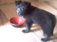 Pretinha