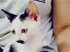 Gato raça sem raça definida idade Abaixo de 2 meses nome Milky