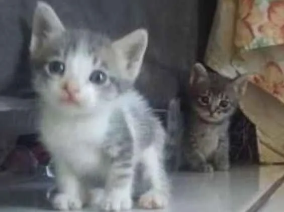 Gato ra a Não tem raça definida. idade 2 a 6 meses nome Nao tem nome ainda