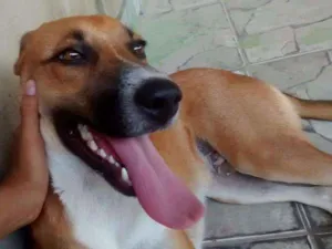 Cachorro raça SRD idade 3 anos nome Theo