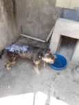 Jakau 