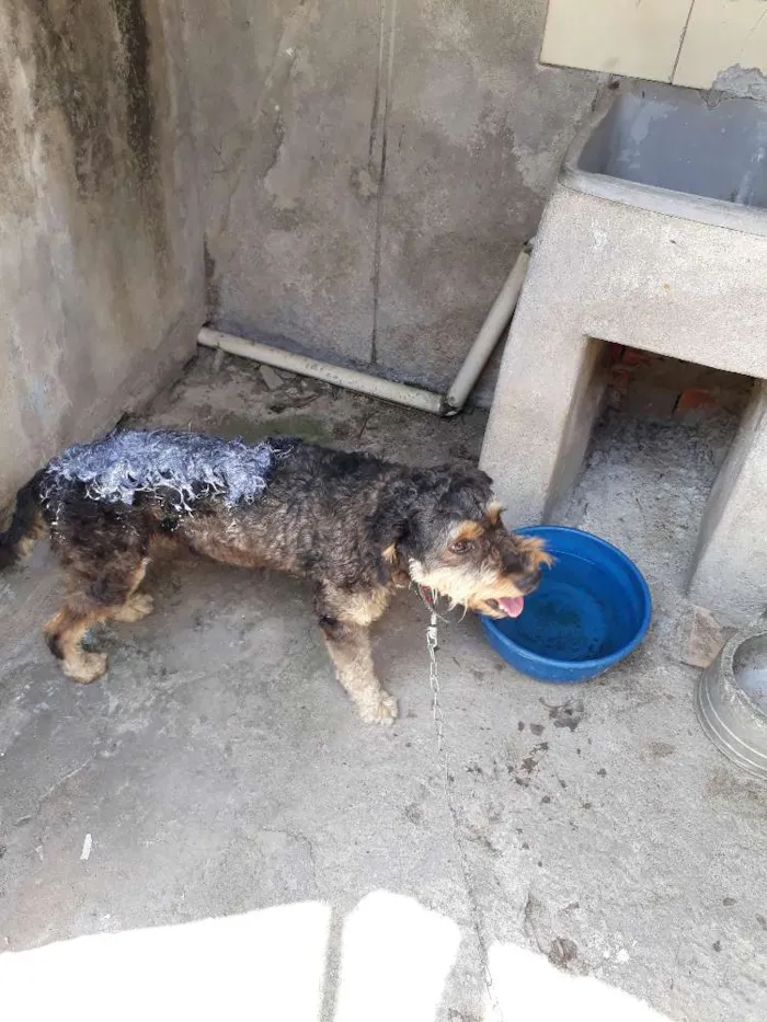 Cachorro raça Mistura da puldo com viralata idade 6 ou mais anos nome Jakau 