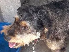 Cachorro raça Mistura da puldo com viralata idade 6 ou mais anos nome Jakau 