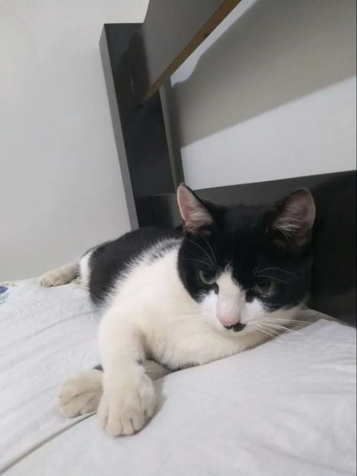 Gato raça Vira Lata idade 1 ano nome Diego
