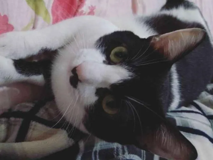 Gato raça Vira Lata idade 1 ano nome Diego