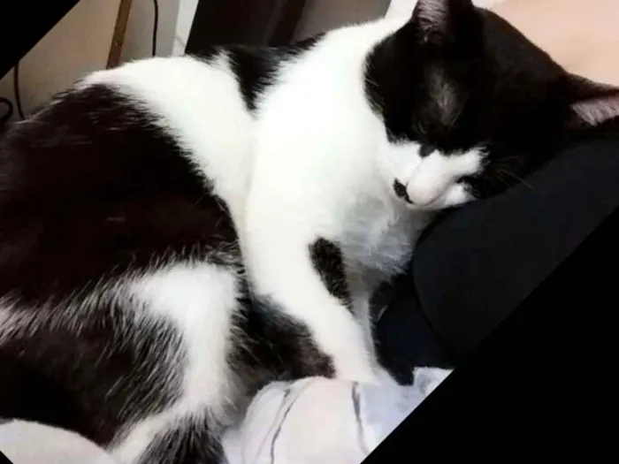 Gato raça Vira Lata idade 1 ano nome Diego