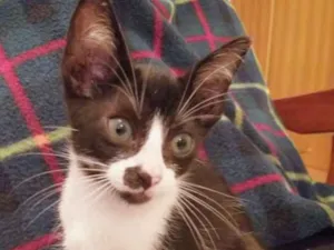 Gato raça Gato idade Abaixo de 2 meses nome Agostinho