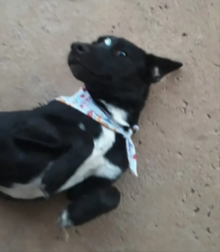 Cachorro ra a SRD  idade 1 ano nome Pantera 