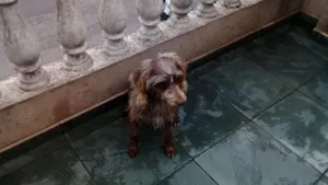 Cachorro raça Sem raça definida idade 1 ano nome Boby