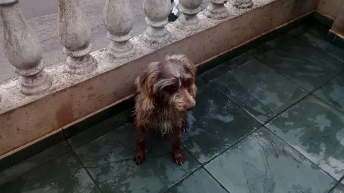 Cachorro ra a Sem raça definida idade 1 ano nome Boby