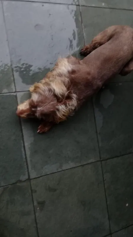 Cachorro ra a Sem raça definida idade 1 ano nome Boby
