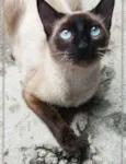 Tatá