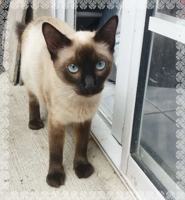 Gato ra a siamesa idade 1 ano nome Tatá