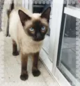 Tatá