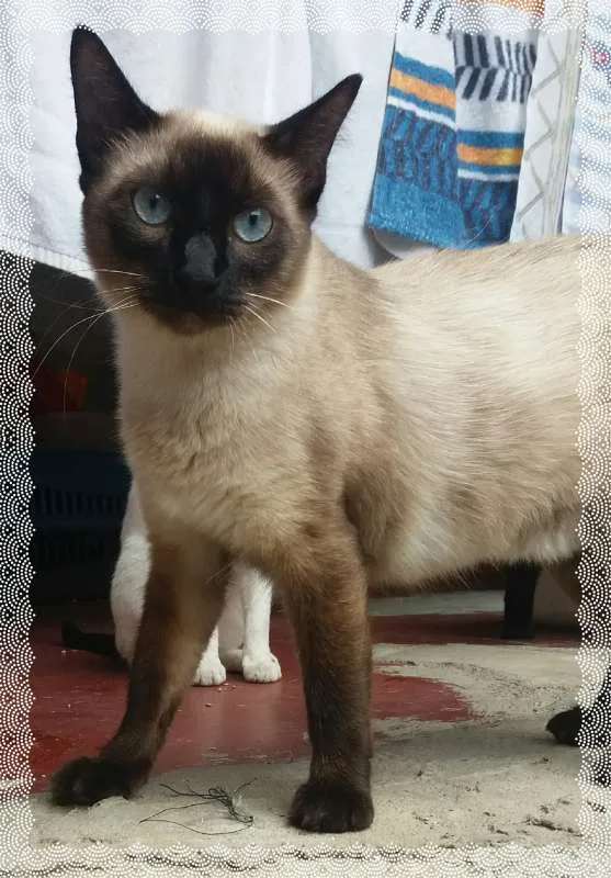 Gato ra a siamesa idade 1 ano nome Tatá