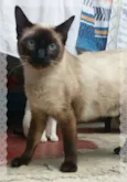Tatá