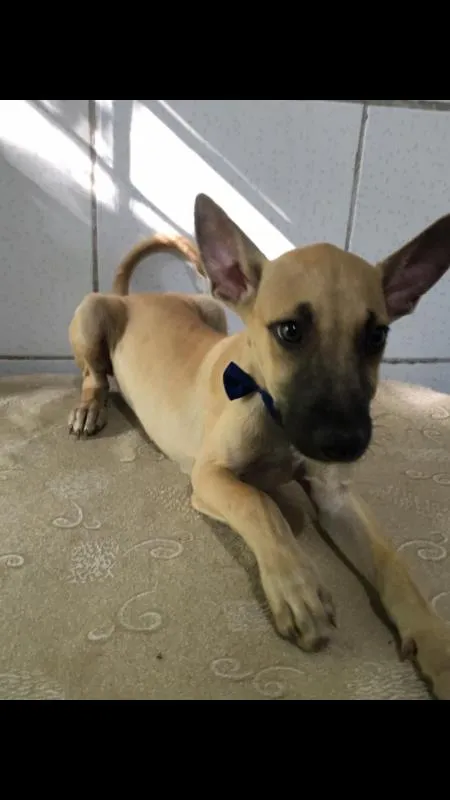 Cachorro ra a SRD idade 2 a 6 meses nome Simba