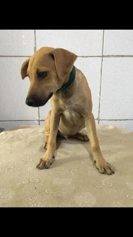 Cachorro ra a SRD idade 2 a 6 meses nome Xodó