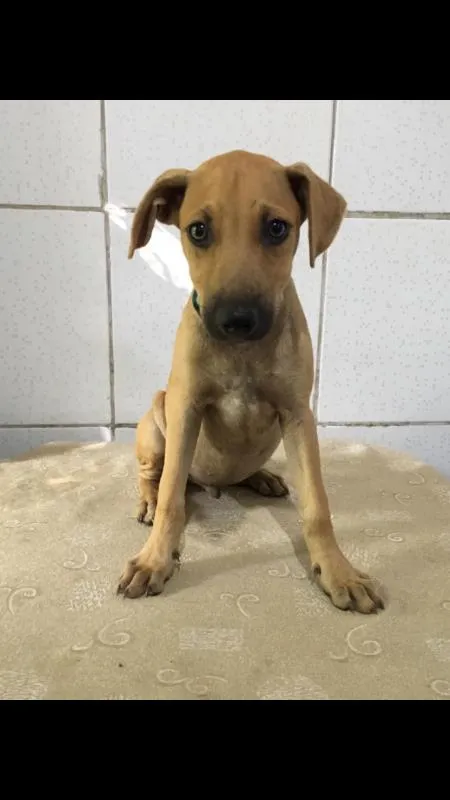 Cachorro ra a SRD idade 2 a 6 meses nome Xodó